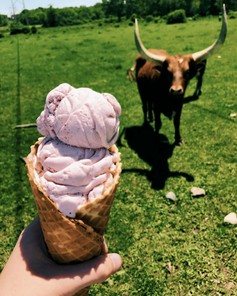 A large cow looking at a waffle cone filled with strawberry ice cream.
