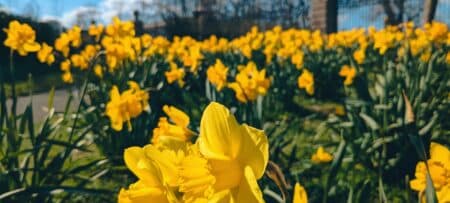 Bright yellow daffodils blooming in a garden on a sunny spring day in Rhode Island.