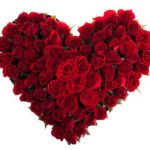 A heart made of red roses on a white background.