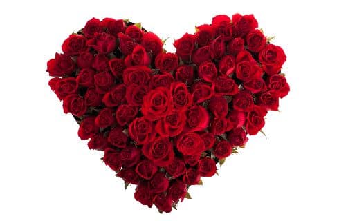 A heart made of red roses on a white background.